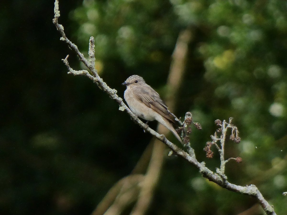 My first #SpottedFlycatcher (I think 🤔) #AmberConservationStatus #BirdsSeenIn2021 #NorthernIreland #TwitterNatureCommunity #birds #birdwatching