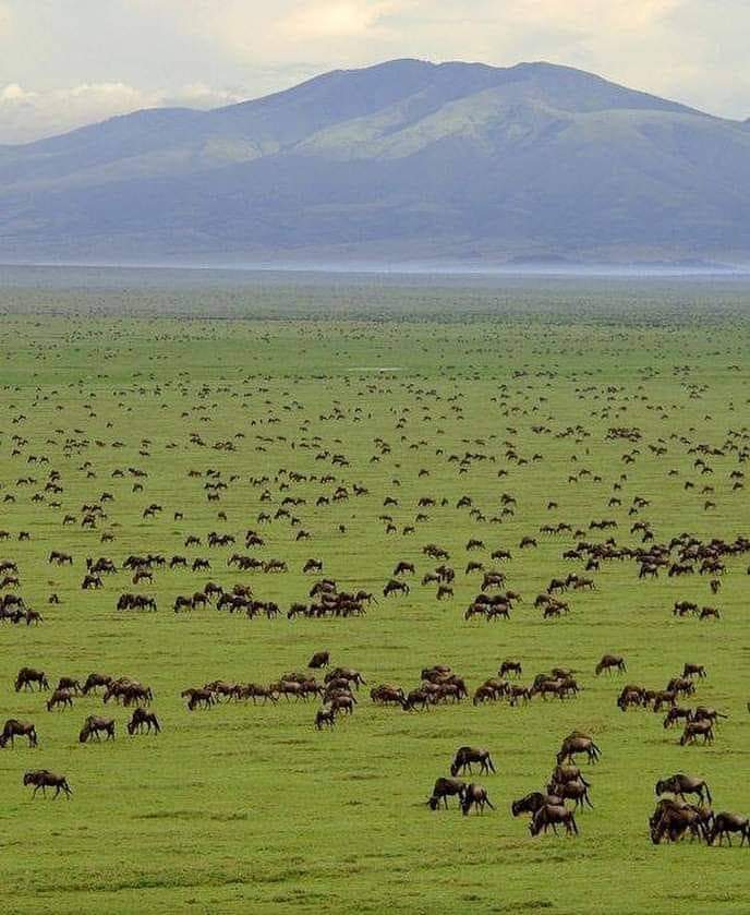 T A N Z A N I A 🔥🔥🔥🔥🔥🔥
 
The Serengeti National Park in  #Tanzania. 🇹🇿 🇹🇿 🇹🇿 🇹🇿 🇹🇿 🇹🇿 

#MagicalTanzania
#RemarkableTanzania
#BeautiesOfTanzania
#VisitTanzania