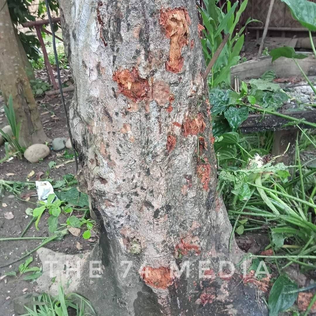 LilyNoe00's tweet photo. Genocidal Military’s 58th battalion randomly fired heavy artillery shells into nearby villages of Waingmaw Tsp since Aug 4 night till this morning. Many houses were destroyed &amp; people got injured. LEGALIZATION OF NUG #Aug5Coup  #WhatsHappeningInMyanmar https://t.co/JH9hmOOmDc