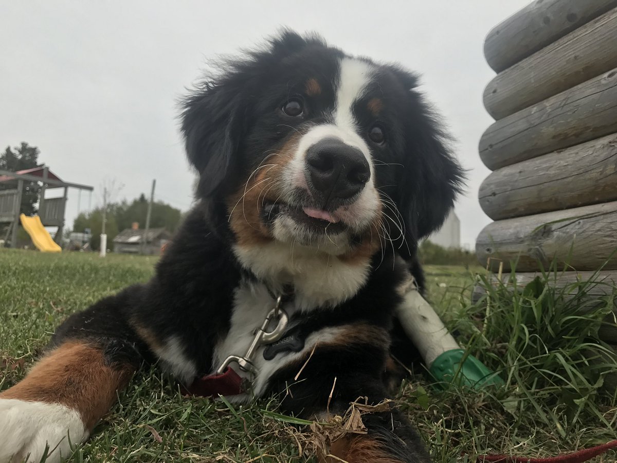 As a puppy, a freak accident left me with a badly broken toe which took a couple months to heal.  Remember puppies are clumsy and just walking/playing could cause injury- think about pet insurance or a slush fund for your pup!
Luckily- fully healed!
#ThrowbackThursday