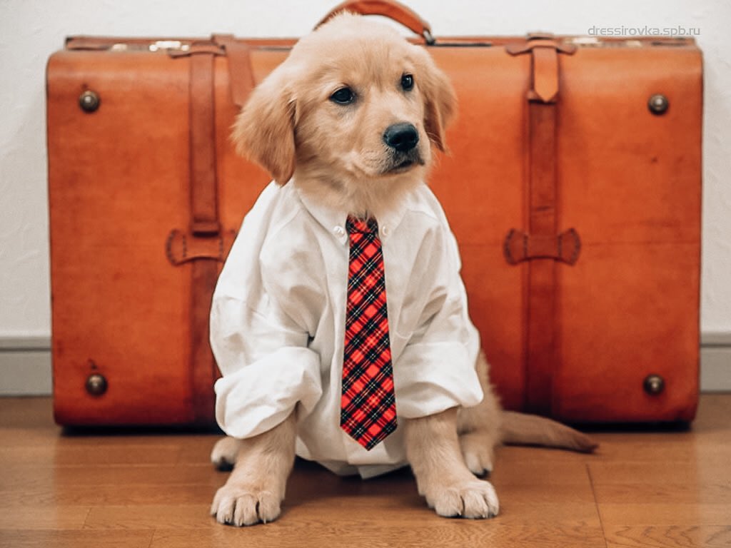 Today is work like a dog day!🐶💪 The weekend is just around the corner, get ready to enjoy the beautiful weather!!☀️😄
.
.
.
#worklikeadog #umich #annarbor