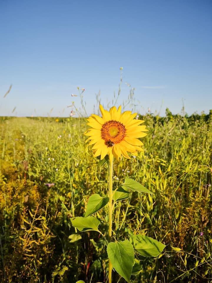 LafonRochet's tweet photo. ⁣🌻 𝐁𝐈𝐎𝐃𝐈𝐕𝐄𝐑𝐒𝐈𝐓É - Part 1/2⁣
—
🌻 𝐁𝐈𝐎𝐃𝐈𝐕𝐄𝐑𝐒𝐈𝐓𝐘 - Part 1/2⁣

⁣#ChateauLafonRochet #SaintEstephe #grandcru #agroecologie #agroforestry #soils #vineyards #nature #labellevigne #bordeauxwines #environnement https://t.co/sY8k42qYs9