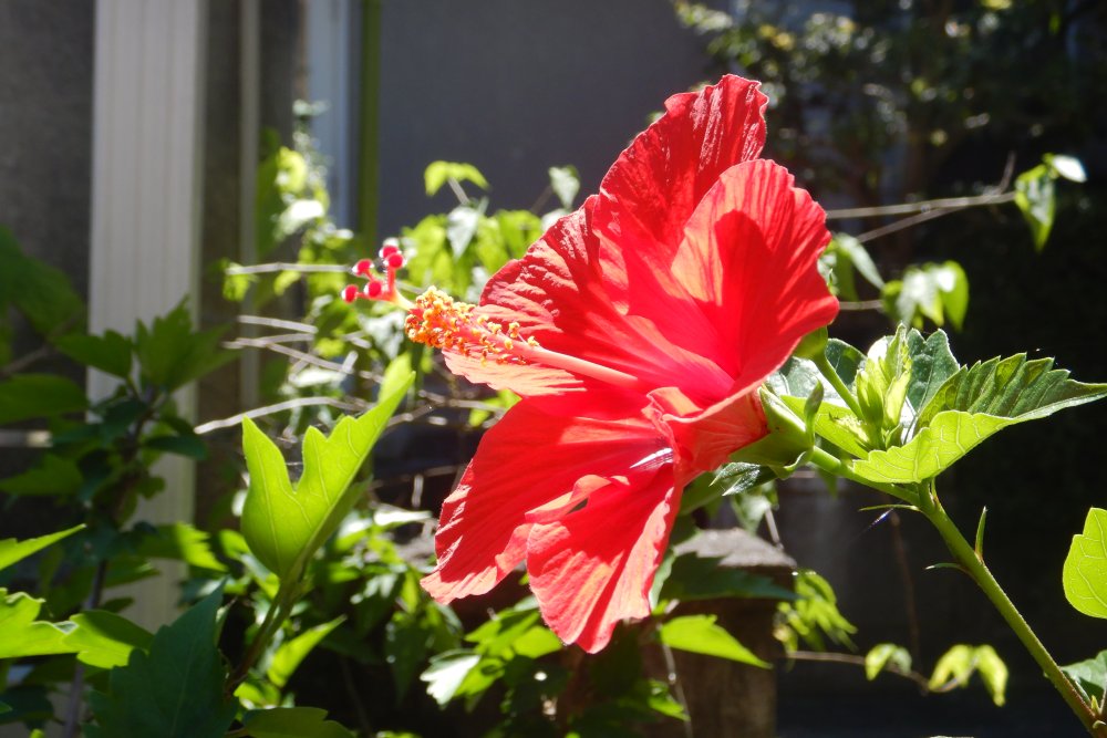 Maki Funatsu 真夏日に赤色きらめくハイビスカス On A Hot Day Radiating Is The Red Hibiscus Haiku 俳句 Lovenature Moutainbike しずおか自転車 わたしの魂の花 My Soul Flower T Co Napyhmphrh Twitter Maki Funatsu 真夏日に赤色きらめくハイビスカス On A Hot Day Radiating Is The Red Hibiscus Haiku 俳句 Lovenature Moutainbike しずおか自転車 わたしの魂の花 My Soul Flower T Co Napyhmphrh Twitter