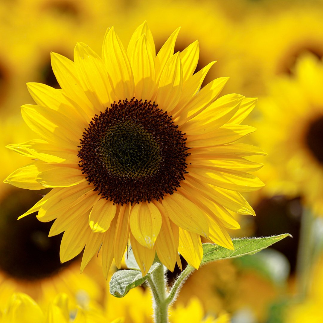 OddPrints's tweet photo. Advice from a sunflower: Be outstanding in your field.
#summer #sunflowers #summerflowers #beoutstanding #shinebright #magic #seed #grow #plants #yellow #lovecolour #lovesummer
#capturethemoment #printthegoodtimes #printyourphotos #photography #photos #prints #customsizes https://t.co/aksu37RdtA