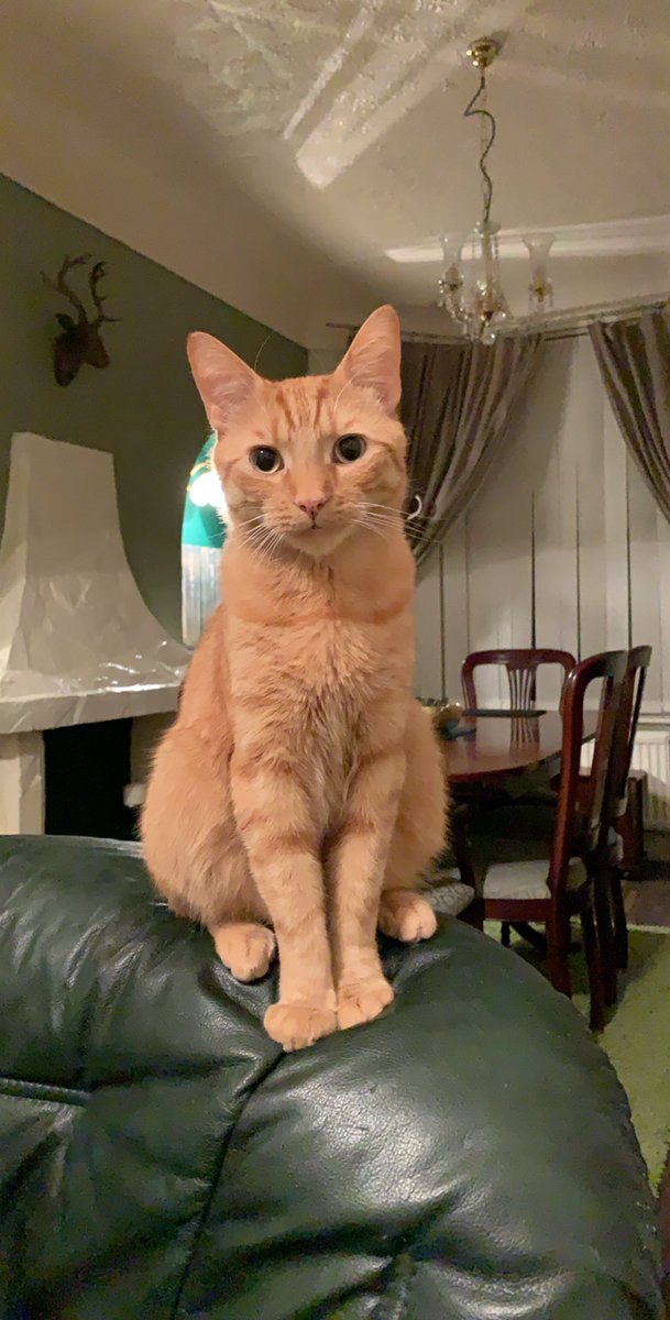 craigywoods's tweet photo. 1/2 Can anybody help? I was in a RTA on Tuesday and my cat was in the car with me but he got terrified and ran for his life across the M5 location attached please Iβve just lost everything and heβs all I have! He has a bald patch on his belly because he is anxious and he must be https://t.co/lQaZTUTq0e