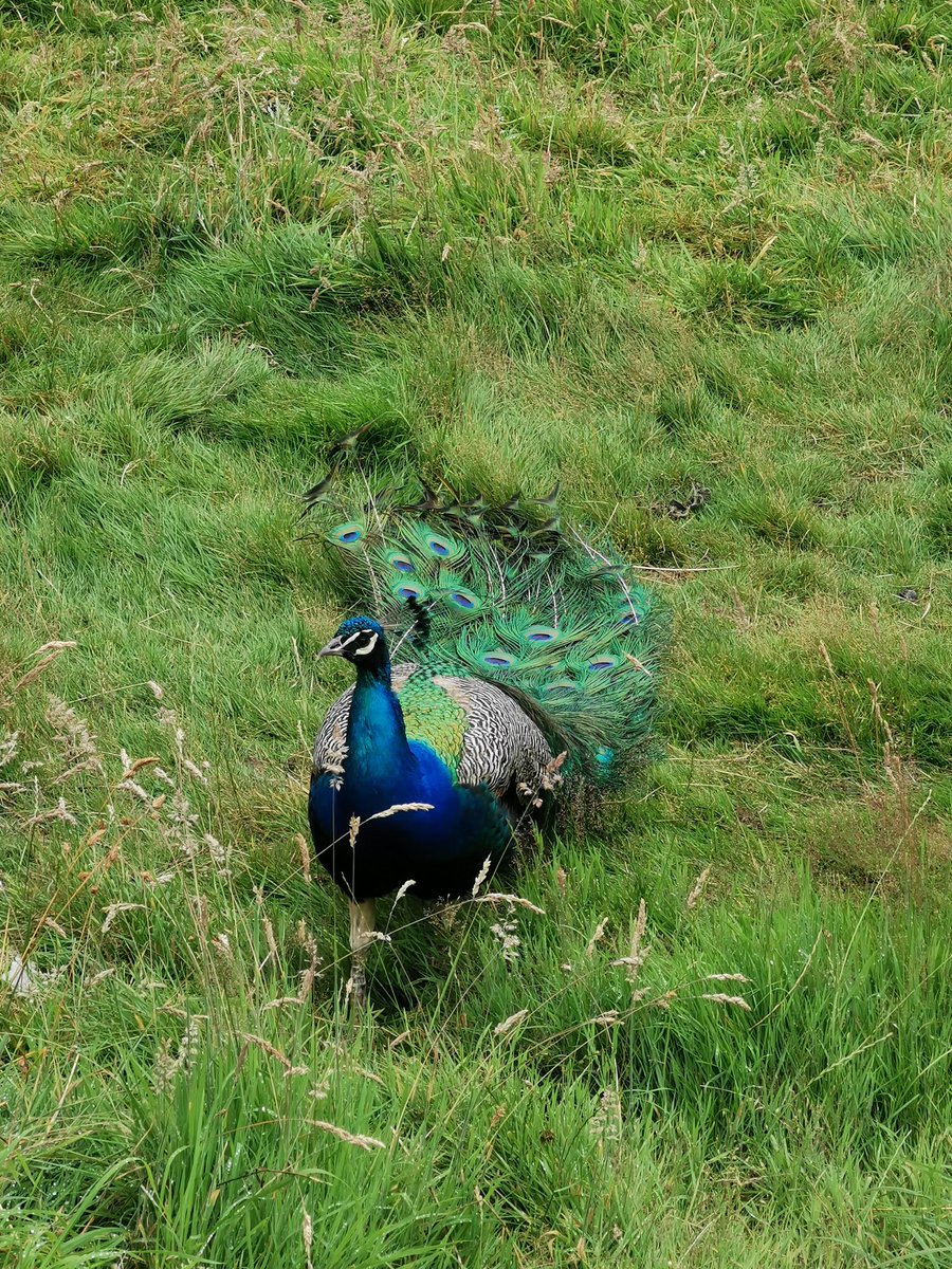 Our resident peacock, Willie, has been leaving a trail of his beautiful tail feathers around school.

At this time of year, peacocks finish shaking their tail feathers & shed their colourful display.

Willie will regrow his plumage in time for the peafowl mating season. https://t.co/gfU61K8C10