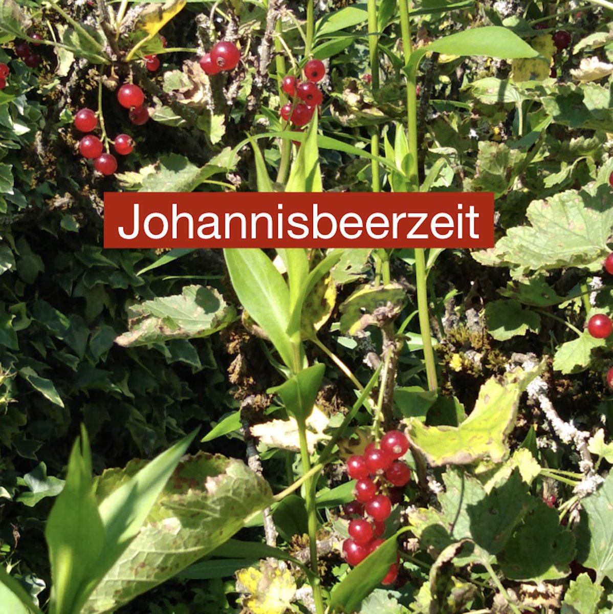 cook_learn's tweet photo. Johannisbeerzeit -> Zeit für “Rote Grütze”. 
Red currant time -> Time for “Rote Grütze” (red fruit jelly) 
Recipe (in German and English): https://t.co/sSNW3cHscU #cookandlearngerman #germanfood #learngerman #langtwt #german #deutsch #recipe #rotegrütze #jelly https://t.co/Gcu6QK1e2U