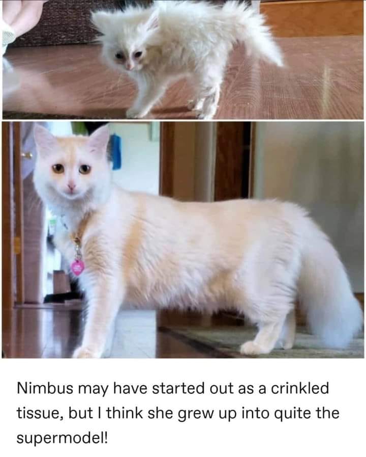 WholesomeMeme's tweet photo. https://t.co/IP6gxxV2x5