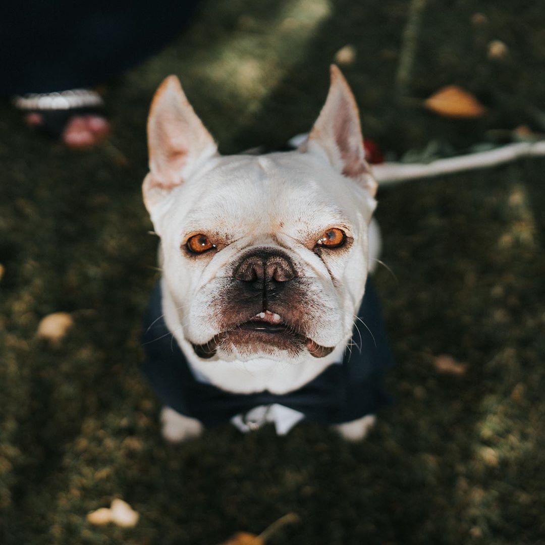 bowpawtie's tweet photo. When a #dog looks at you he doesn't see what you are missing or how incomplete you are. He sees you for who you are.
#handcrafted #madeinitaly #wedding #weddingideas #weddinginspiration #weddingday #weddingdogs #dogringbearer #dogsoftwitter #dogofhonor #dogapparel #petsinweddings https://t.co/MgPX20QVv1