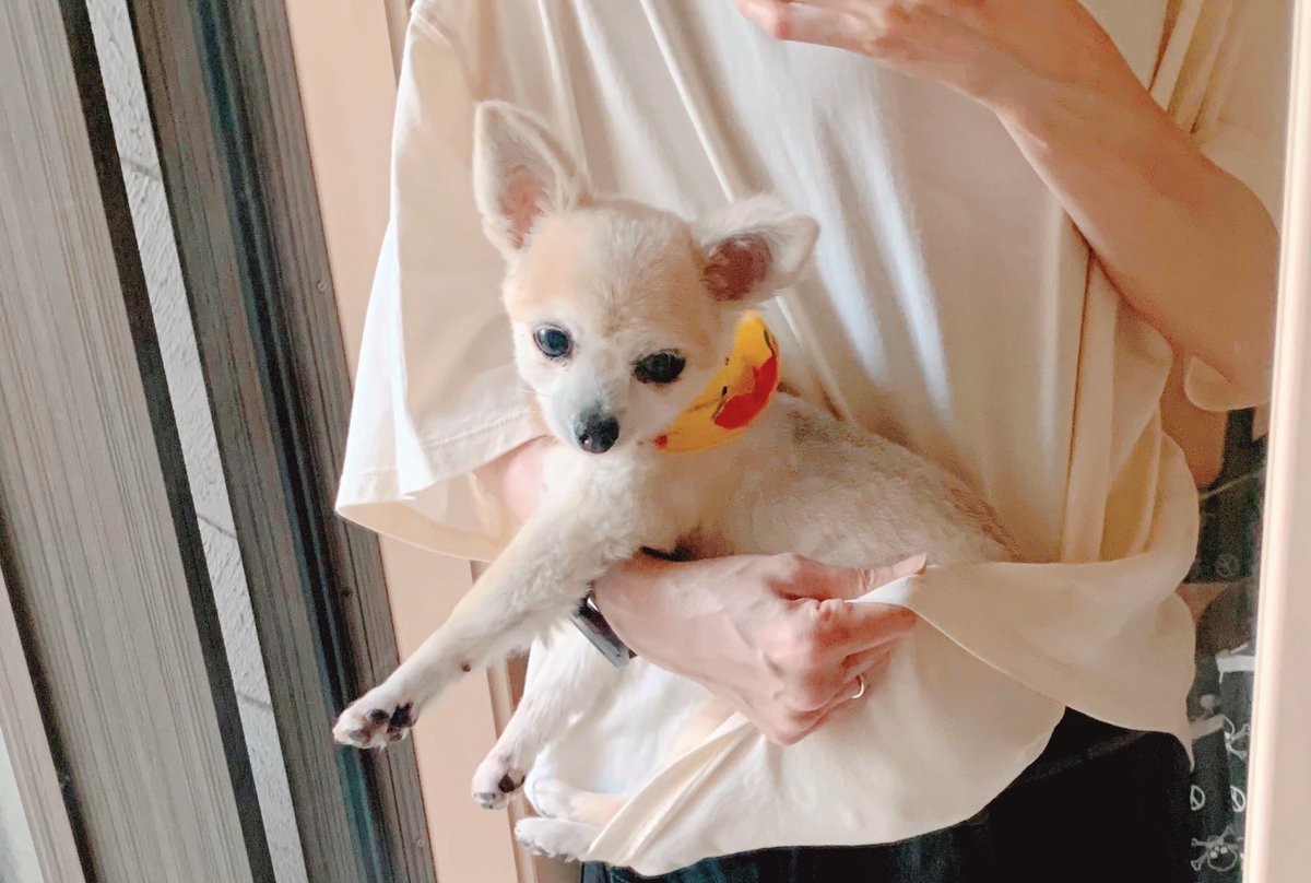 らびまる A Twitter 6時過ぎても33 アスファルトに手を触れるととても犬を歩かせる温度でなかった為 抱っこ散歩 わたしの腕も熱いからtシャツの裾をハンモック代わりにw 意外と安定する 小春さんの手はリラックスでぶら ん らびまる A Twitter 6時過ぎても33 アスファルトに手を触れるととても犬を歩かせる温度でなかった為 抱っこ散歩 わたしの腕も熱いからtシャツの裾をハンモック代わりにw 意外と安定する 小春さんの手はリラックスでぶら ん