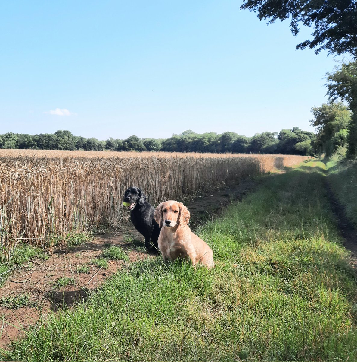 apawtiser's tweet photo. The sun is out; the sky is blue.
We've both eaten tasty horse ๐ฉ!
#apawtiser #dogs #dogslife #dogsoftwitter #DogsofTwittter #dogtreats #dogswithallergies https://t.co/edGRqkR5ZX