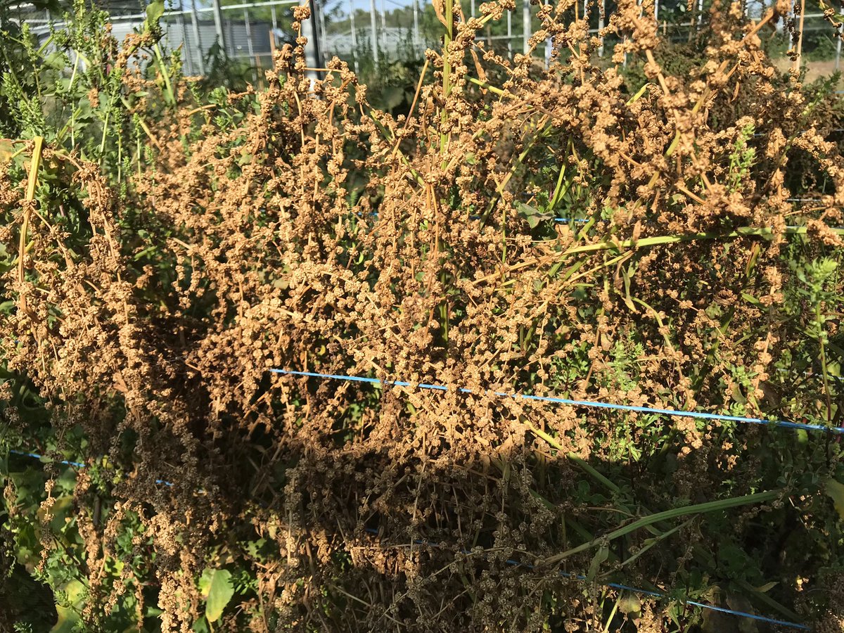 The Boltardy Beetroot seed crop is nearly ready for harvest! #seedsovereignty #organicseed #biodynamicseed