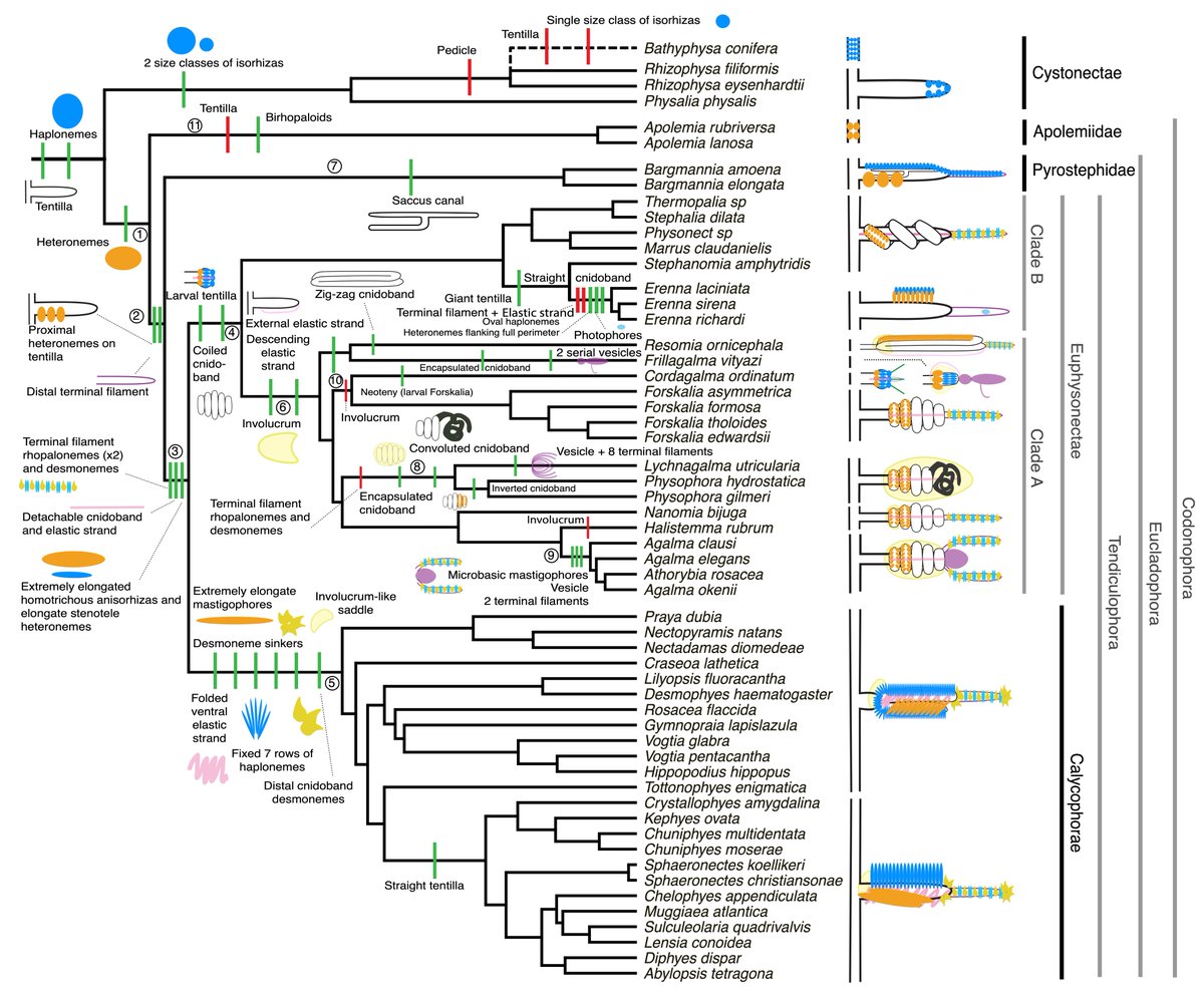 planktomancer's tweet image. Siphonophore tentilla and nematocysts are phenotypically integrated structures for prey capture. We found convergent evolution among species with similar diets. Published in @iobjournal with @caseywdunn @beroe #SiphWeb doi.org/10.1093/iob/ob…