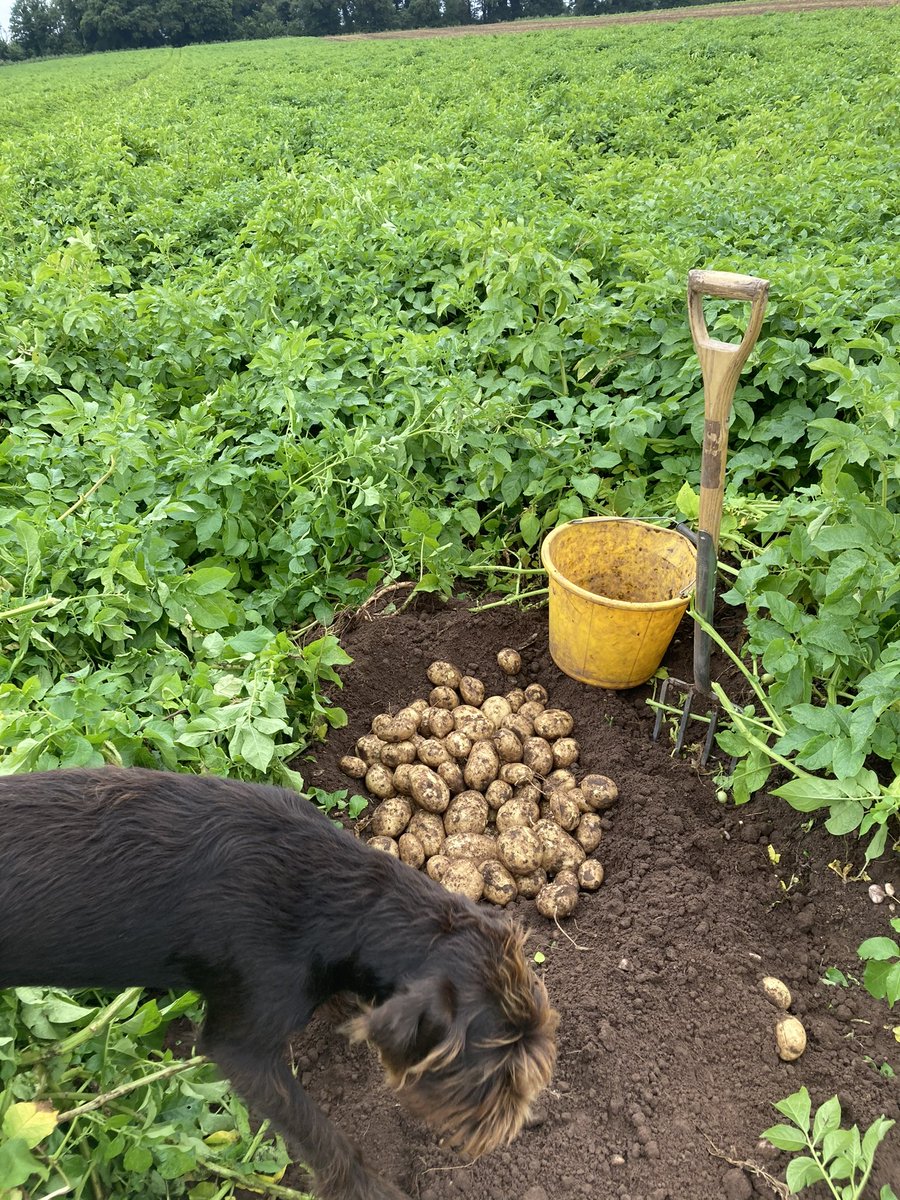 On this overcast #Farm24 day. These Maris Piper #potatoes are ready to meet the ⚔️. Grown with pride in #shropshire even the #agronomydog likes the taste of them @FrontierAg