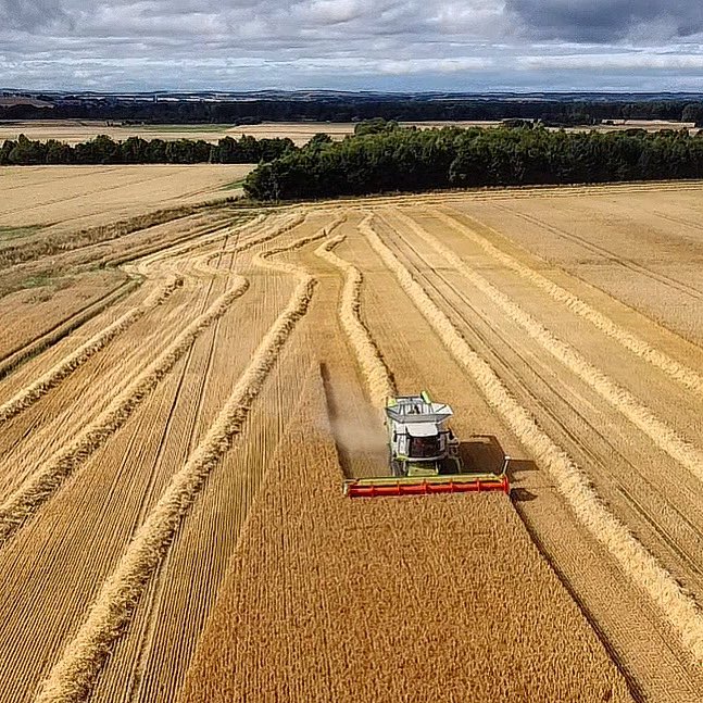 The weather gods have been on side for the winter barley this week! 🙌🏽

#Farm24 #harvest21 #farmpics #farmpicsdaily #farm365