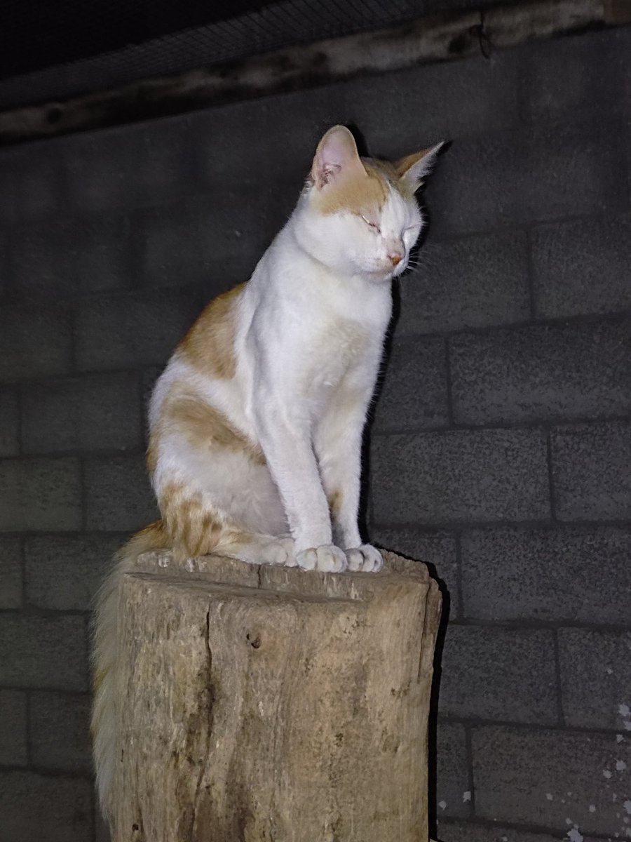 LoverHomeless's tweet photo. ✊🙏🐈Here, my three male friends, we need a castration at my vet. The target is $150. Twitter friends around 🌍🆘 We are waiting for your sympathy and kindness to these wonderful three or RT please🐈🆘🙏🆘🙏RT https://t.co/9S91A2sp89