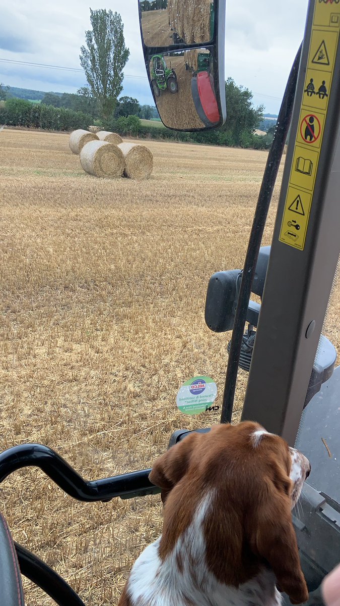 Myself and the Bassett hound collecting straw bales before it rains! #Farm24 #farmersguardian #farmersweekly <a href="/FarmersWeekly/">Farmers Weekly</a> <a href="/FarmersGuardian/">Farmers Guardian</a>