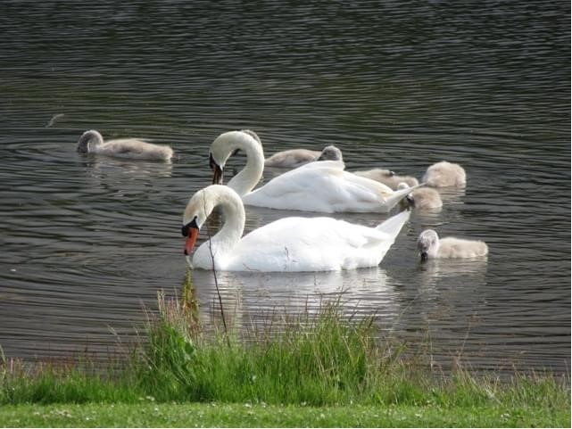 East Lothian Council - news and information tweet media
