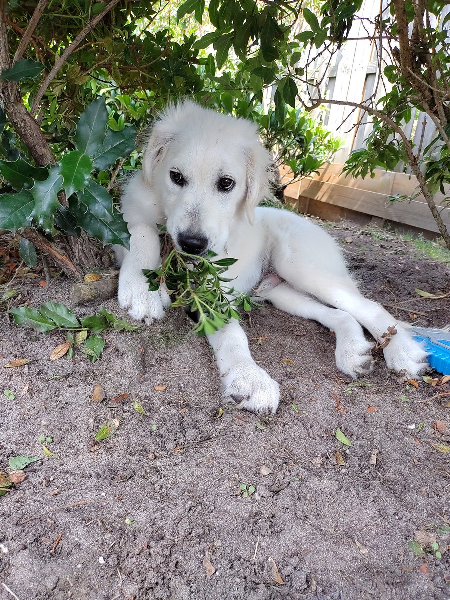 🤫 #dogsoftwitter #dogs #GoldenRetrievers