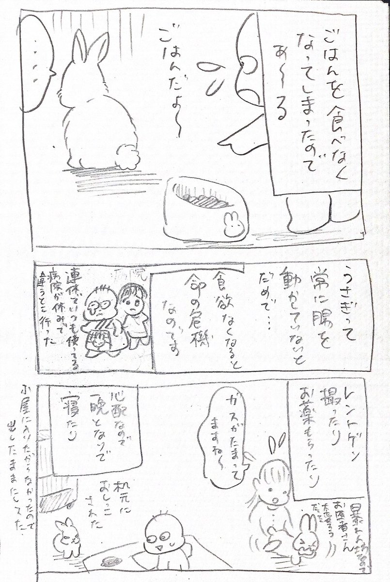 うさぎが寂しくて体調崩した時の話😢 