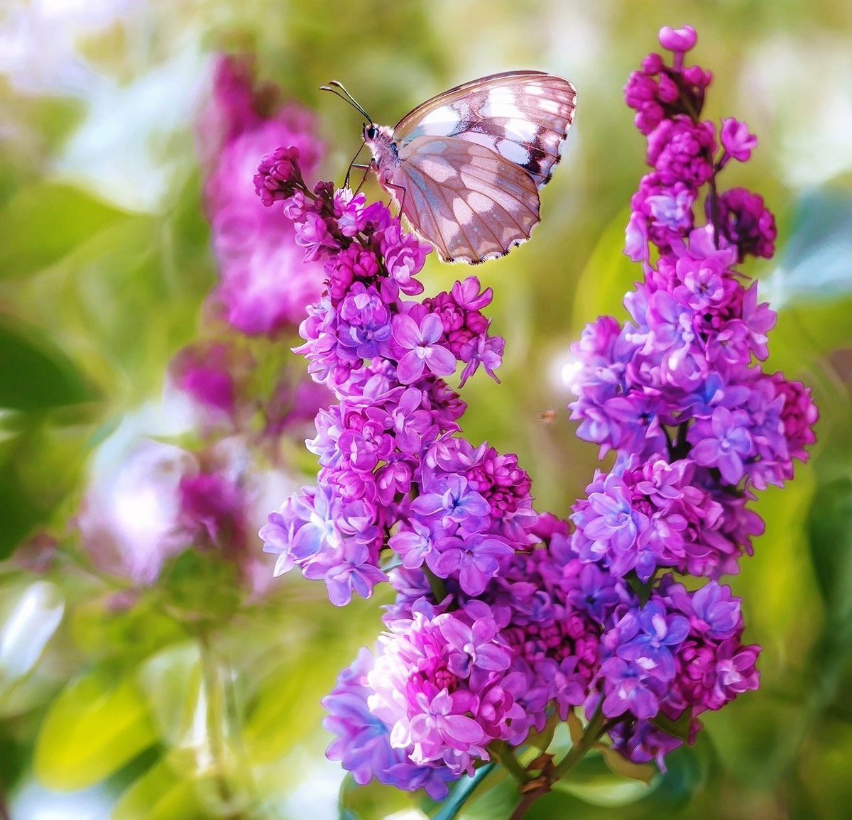 Lowx crystal dreams. Прекрасные цветы. Лето бабочки. Волшебный весенний цветок.