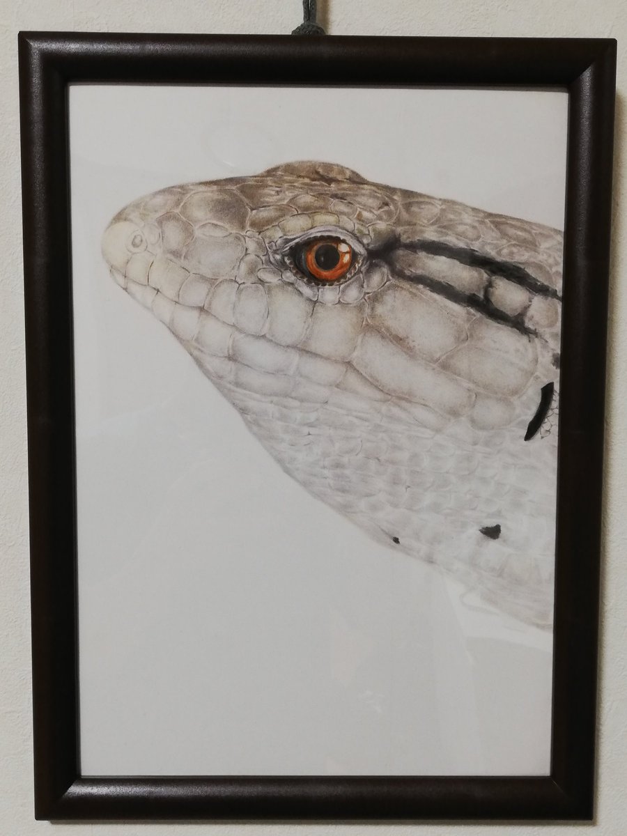 Twoucan アオジタトカゲ の注目ツイート イラスト マンガ