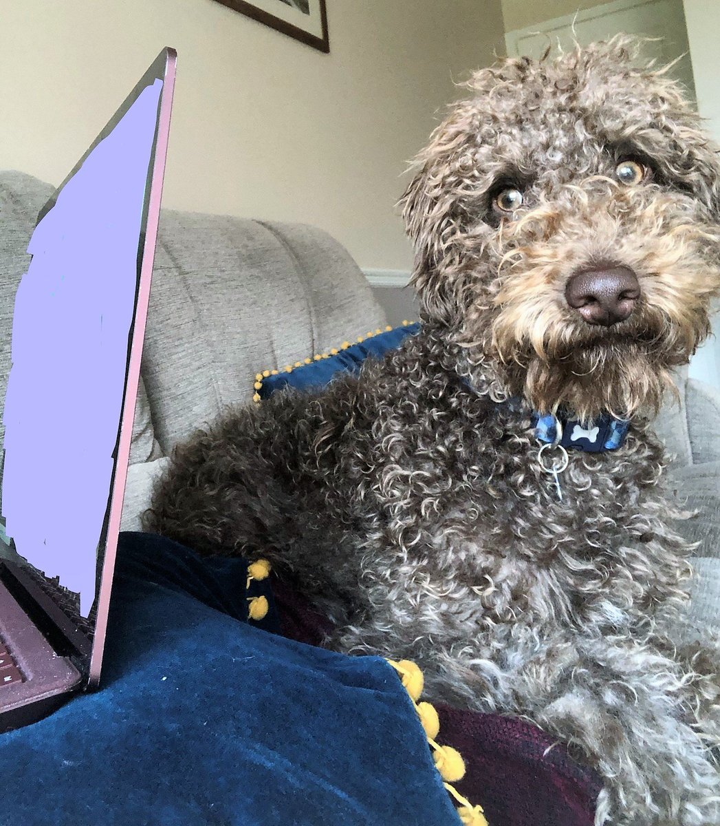 Taking my twitter out of hibernation to introduce Bramble, unhappy with my work. (Research news to follow soon!) #demphd #labradoodle #phdpets