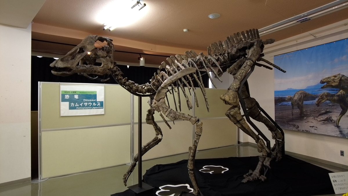 MinwaraWeek's tweet photo. みんわらニュース！日本最大の恐竜全身骨格化石がある、むかわ町。生配信でリポートするのはNSC1期生の「アライヒカリ」and「高橋」。初めてのリポートです！むかわの恐竜たい焼きや、実物代のレプリカも販売中。金額はなんと！2200万円！cheekys storeでも販売しますよ！ https://t.co/FHonaV4Vzc