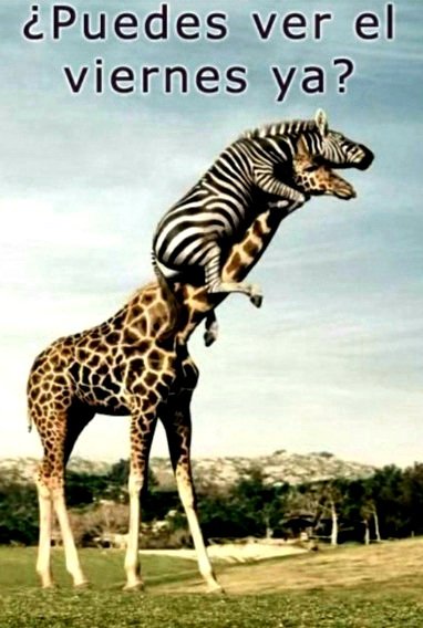 Norma Acosta (@normaac67235048) on Twitter photo 