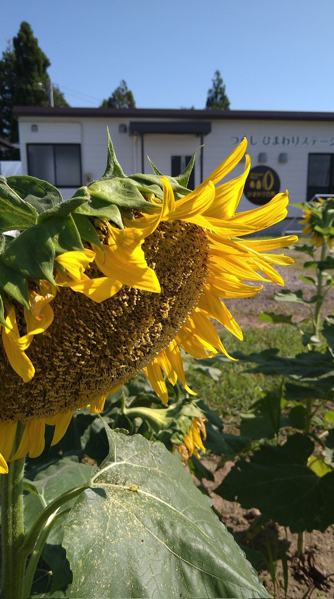 油職人が褒めた ひまわりオイル 詰め合わせ 合計2本 ひまわりオイルバージン125g 1本 セット ひまわりオイルロースト125g 1本