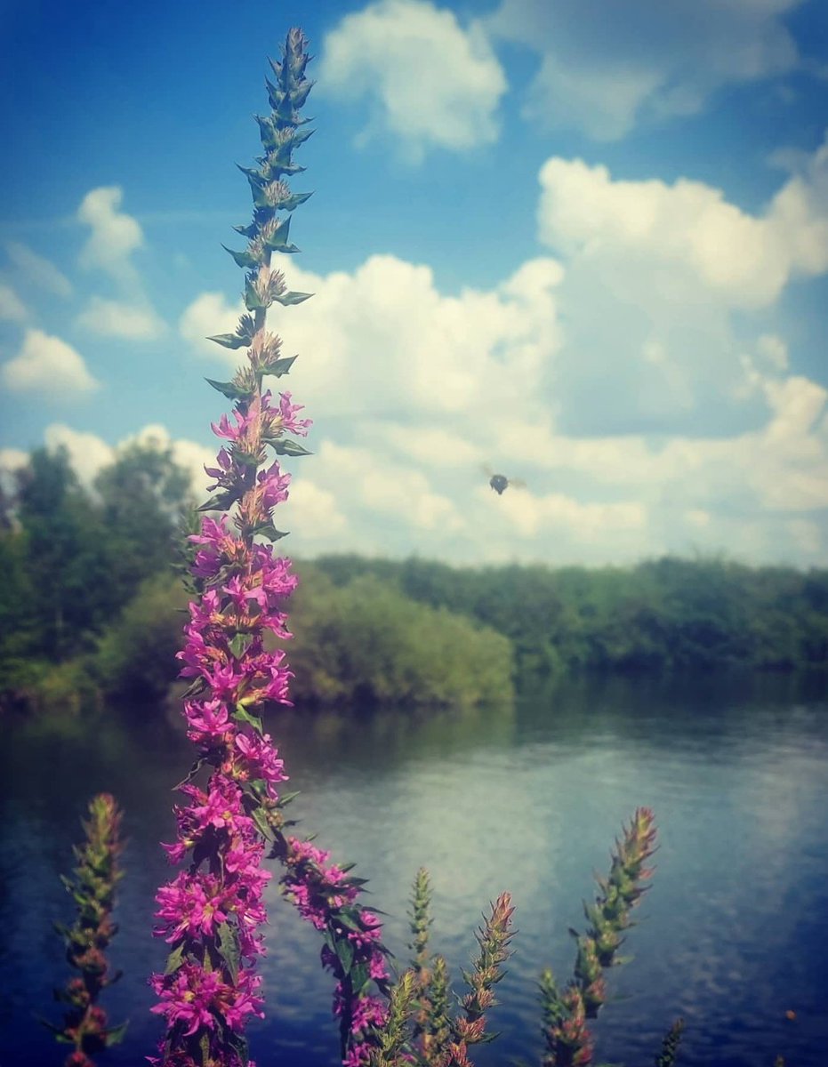 misanthropicice's tweet photo. Photo bombed by a bumblebee π
#thursdayvibes #thursdaymood #bumblebee #naturepost #photography #blueskies https://t.co/rB6fu9C9G5