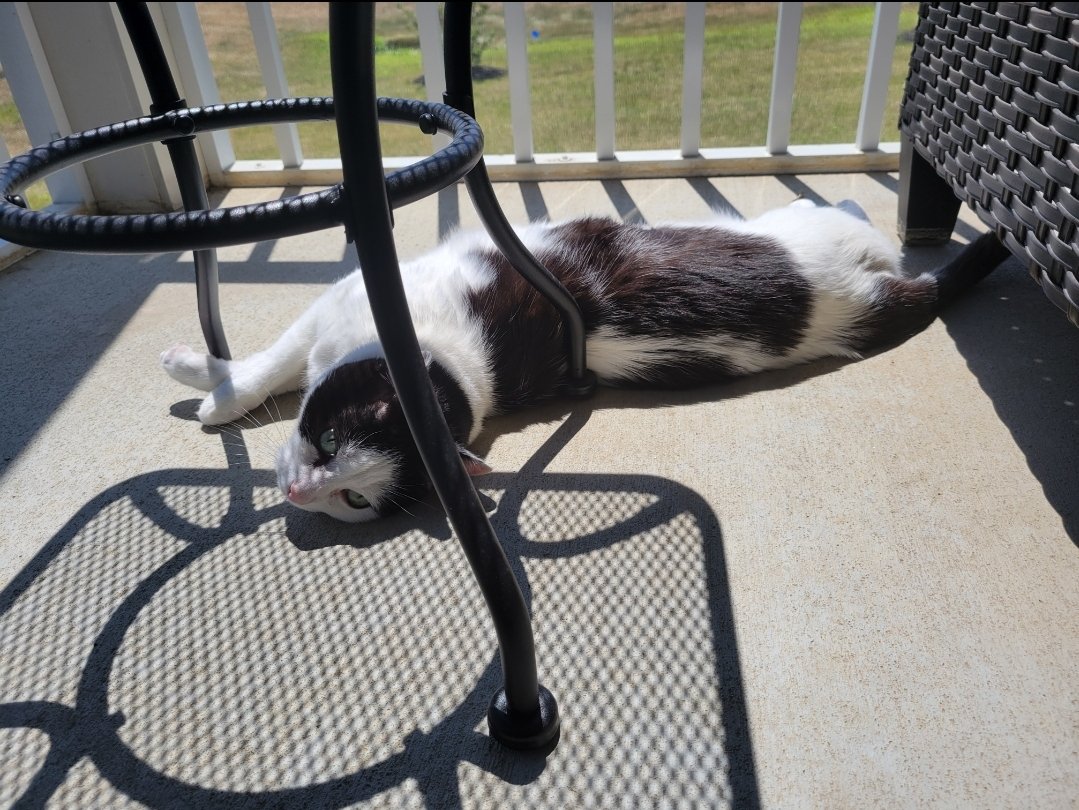 PCGamingPaladin's tweet photo. @TheBulbaBoy Herbert often gets caught in a sunbeam. https://t.co/GBcQrD5o9P