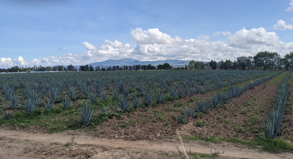 EarthwormGlobal's tweet photo. In continuation with our #regenerativeagriculture work, our North American team visited a number of #farmers, aggregators and co-ops across different regions of #Mexico, along with GrupoBimbo &amp; International Maize and Wheat Improvement Center (CIMMYT). #FeetIntheField #EFonGround https://t.co/YCbSQe5xFs