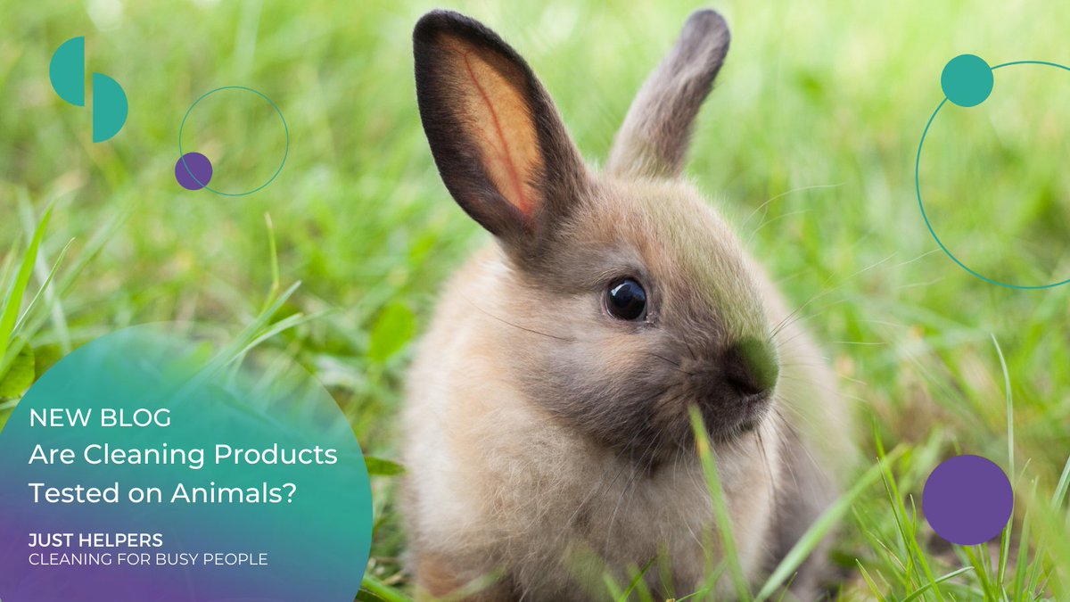 JustHelpers1's tweet image. Are Cleaning Products Tested on Animals?
Read our new blog and find out. 
Plus see our recommendations on how to choose products that are #crueltyfree.
 
#EthicalBusiness #EcoConscience #VeganFriendly
@DelphisEco @methodproducts @Astonishcleaner @EcoverUK @Sploshtweet