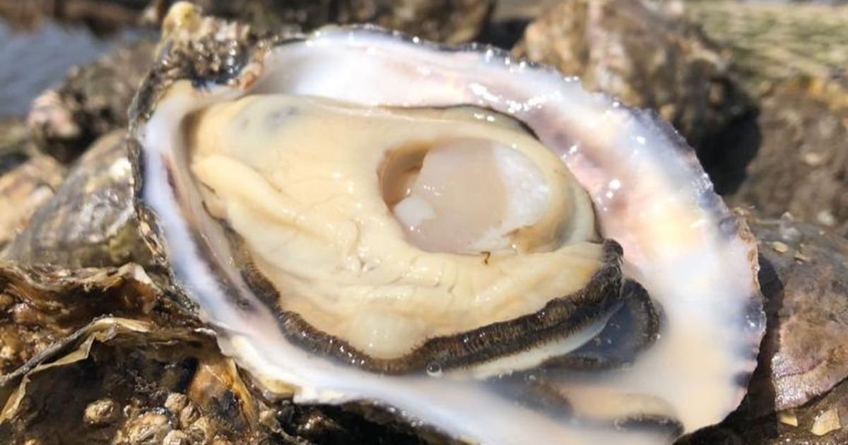 Happy #NationalOysterDay everyone! Irish Oysters are known worldwide for their exceptional taste and high quality. Celebrate the day by ordering oysters from our oyster producers <a href="/naMaraShellfish/">Réalt na Mara Shellfish</a> &amp; <a href="/AchillOysters/">Achill Oysters</a> 

#irishoysters #irishfood #supportlocal