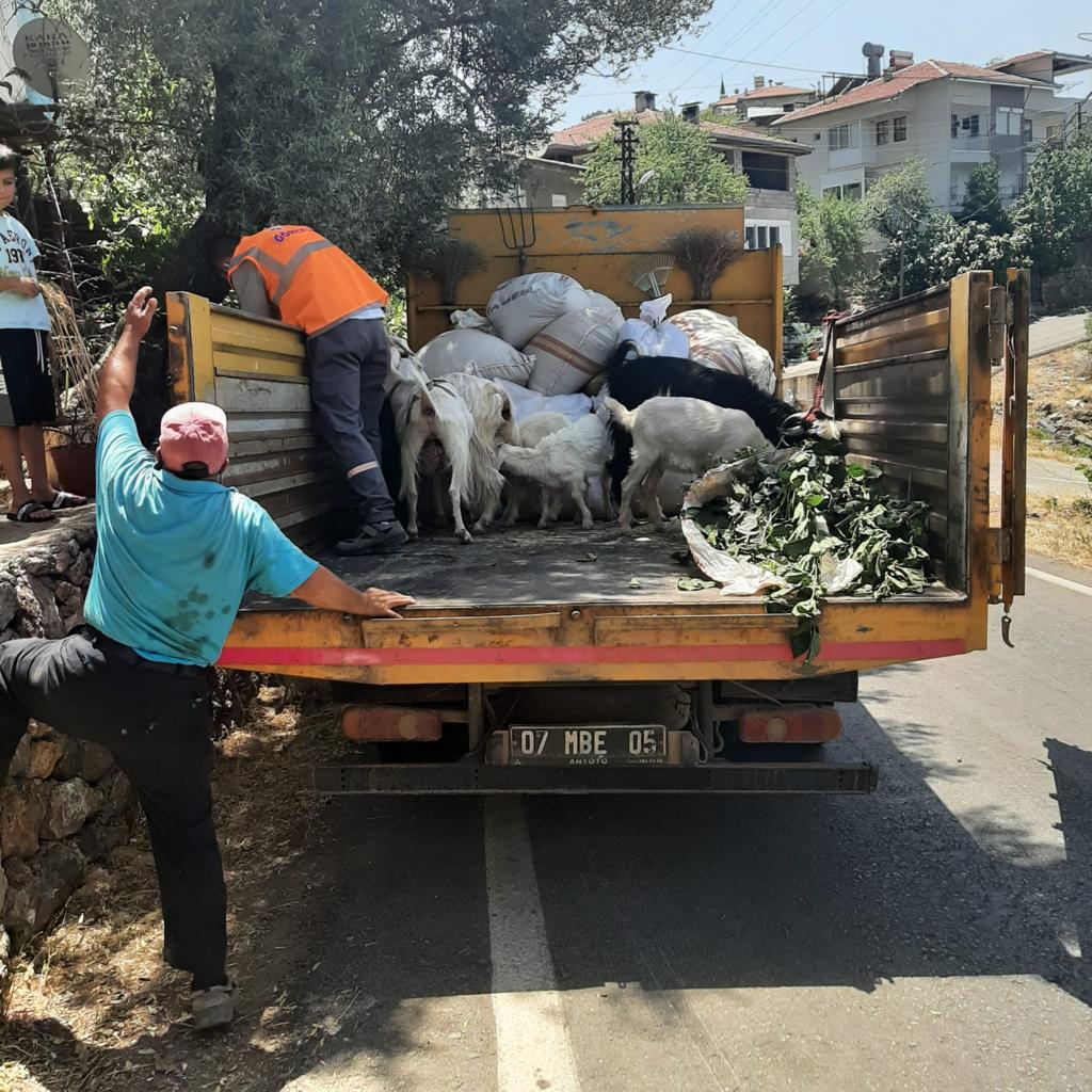 Gündoğmuş Ümitli'de ekiplerimiz afetzede hemşehrilerimize yardımcı oluyor, hayvancılıkla iştigal eden afetzedelerimize destek veriyor.