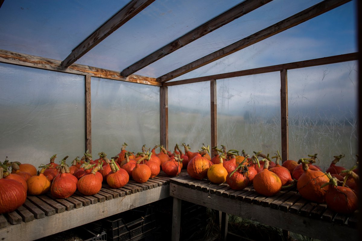 REMINDER: Deadline to apply for our Seed Exchange programme is 31 Aug - commercial or community growers who want to take your seed production to new &amp; creative levels, check it out! forms.gle/YuyfbDWySGddqX…