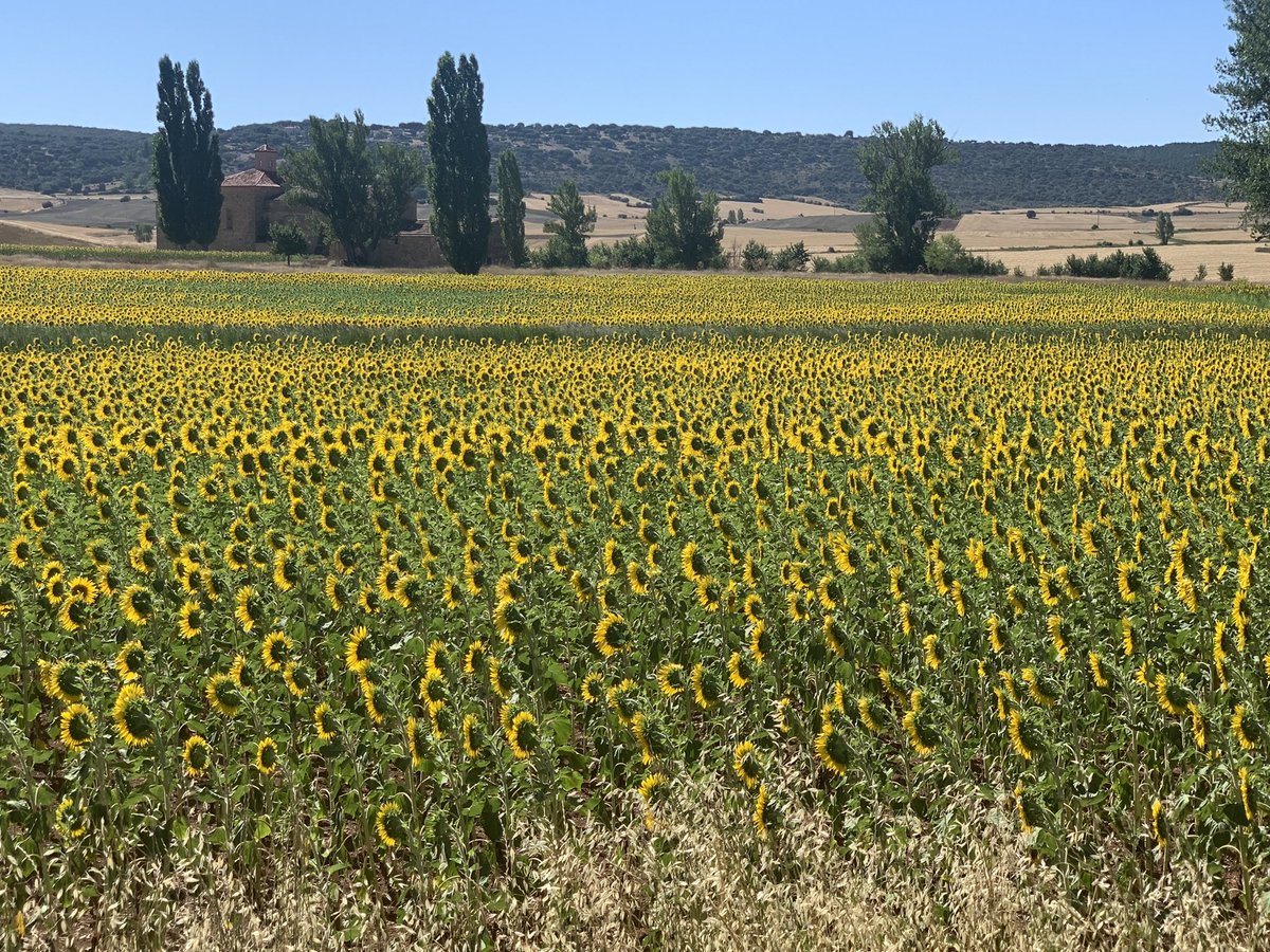 Pacoboya's tweet photo. Nada proporciona más paz que un #paisaje armonioso. España está llena de ellos. Este campo de girasoles cerca de Sigüenza es un buen ejemplo. #devueltacasa https://t.co/JsoAM4LPcW