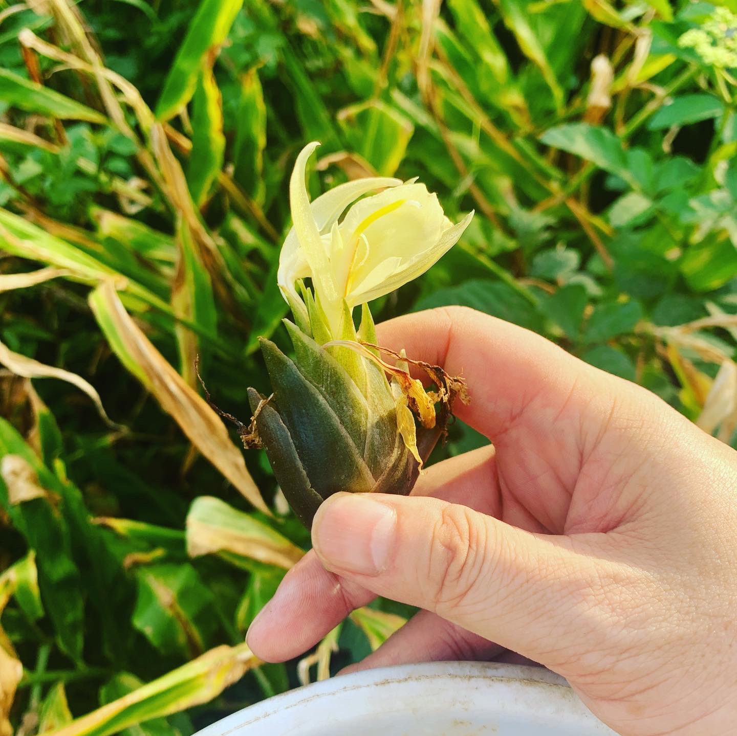 ガリベンズ矢野 ほぼ毎日22時からyoutube生配信中 ミョウガって花咲くのね この大量の茗荷 どうやって食べみょうが ミョウガ ミョウガレシピ 茗荷 茗荷レシピ みょうが みょうがレシピ T Co A6a8jnusex Twitter