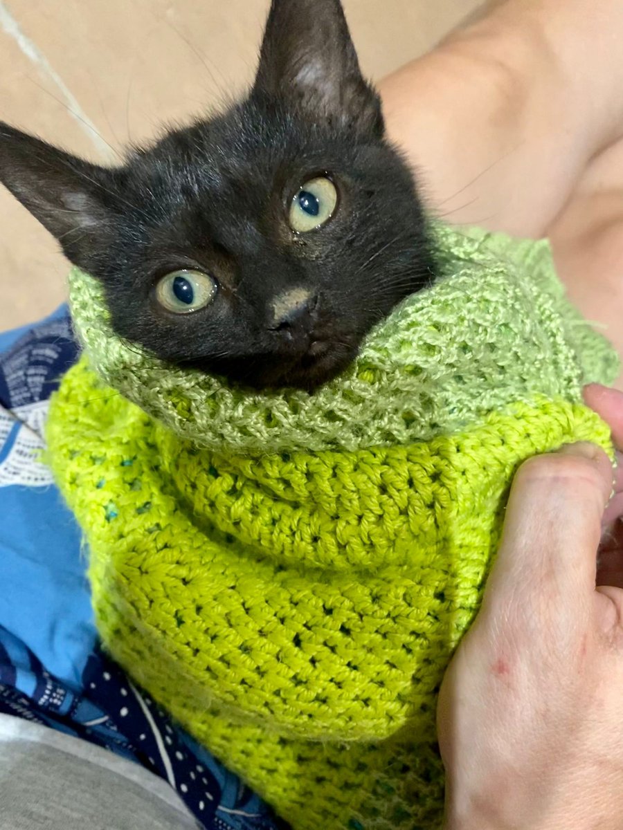 SOS Felinos Madrid tweet media