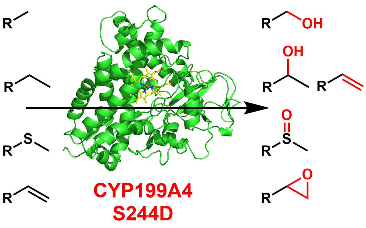 Stephen Bell (@bellp450chem) on Twitter photo Latest work from the lab is published
doi.org/10.1002/chem.2…
#biocatalysis, #ozchem, #P450s
Lead by Master students Rebecca <a href="/RebeccaChao29/">Rebecca Chao</a> and Ian <a href="/LordOfSpatulas/">the Lord of Spatulas</a>
<a href="/AdelaideChem/">Chemistry@Adelaide</a>
<a href="/UQ_SCMB/">UQ Chemistry and Molecular Biosciences</a> Latest work from the lab is published
doi.org/10.1002/chem.2…
#biocatalysis, #ozchem, #P450s
Lead by Master students Rebecca <a href="/RebeccaChao29/">Rebecca Chao</a> and Ian <a href="/LordOfSpatulas/">the Lord of Spatulas</a>
<a href="/AdelaideChem/">Chemistry@Adelaide</a>
<a href="/UQ_SCMB/">UQ Chemistry and Molecular Biosciences</a>