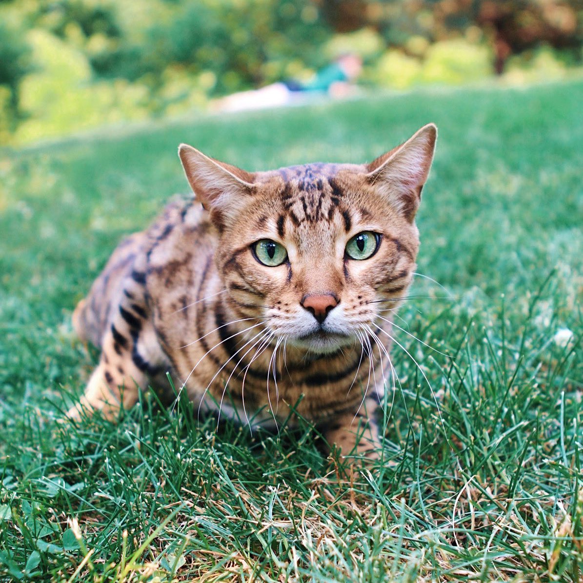 On the prowl….😼 #twitterweek #catsofinstagram