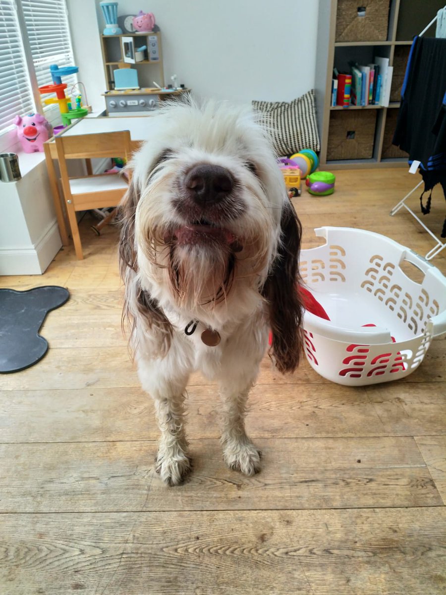 Smile if you've got a funky beard. #dogsoftwitter #dogs