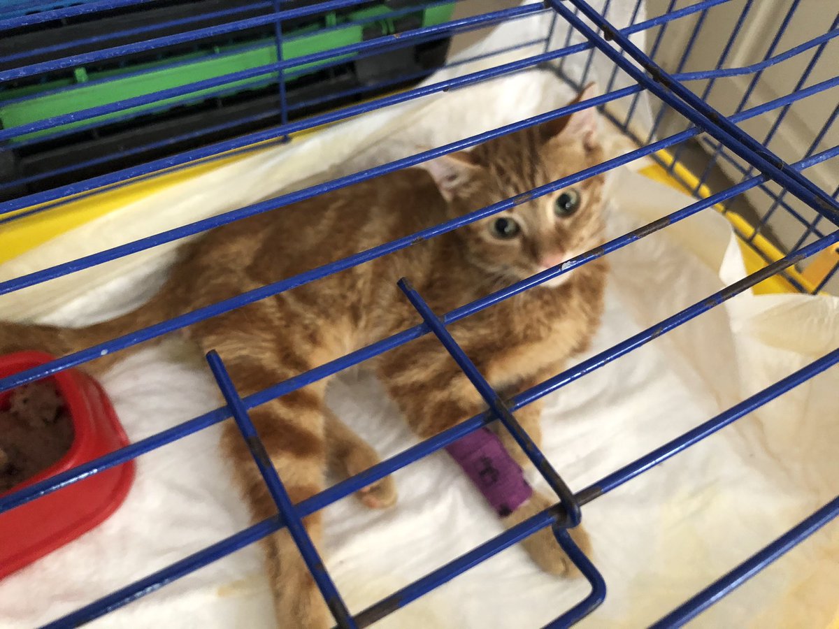 sokakcanlarim's tweet photo. Adını “Ginger” koyduk ❤️ Bugün kan tahlillerini yaptırdım. Nöro fip olduğu kanıtlandı.Şu an 1aylık klinik parası var. İlaç paramız yok.Destek arayışımız devam ediyor. Vermiyorum getiren kıza. Barınağa gitmeyecek. DM yoluyla İban🙏 @dew0o @littlefeminik @sadecemmttt @DailySefo https://t.co/FrwN8ifrST