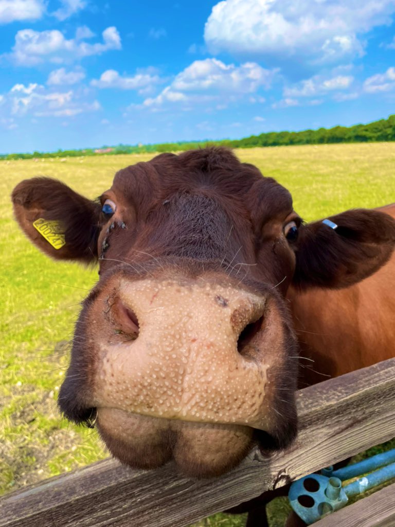 Longfields_Ltd's tweet photo. @Longfields_Ltd proudly supporting all Farmers! Back British Farming! #Farm24 #farming #farminsurance #longfields #farmingsuffolk #suffolk https://t.co/oYzHHAOltZ