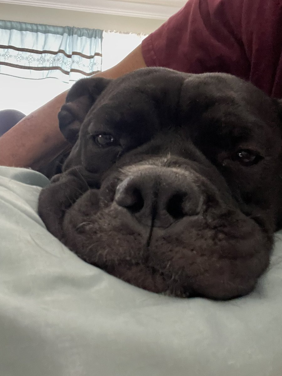 KeysMom1031's tweet photo. Sabby wants equal time on your timeline so she too is popping in to say good morning. #ILoveMyBulldogs #KeepItBully https://t.co/hQMyH5gYxJ