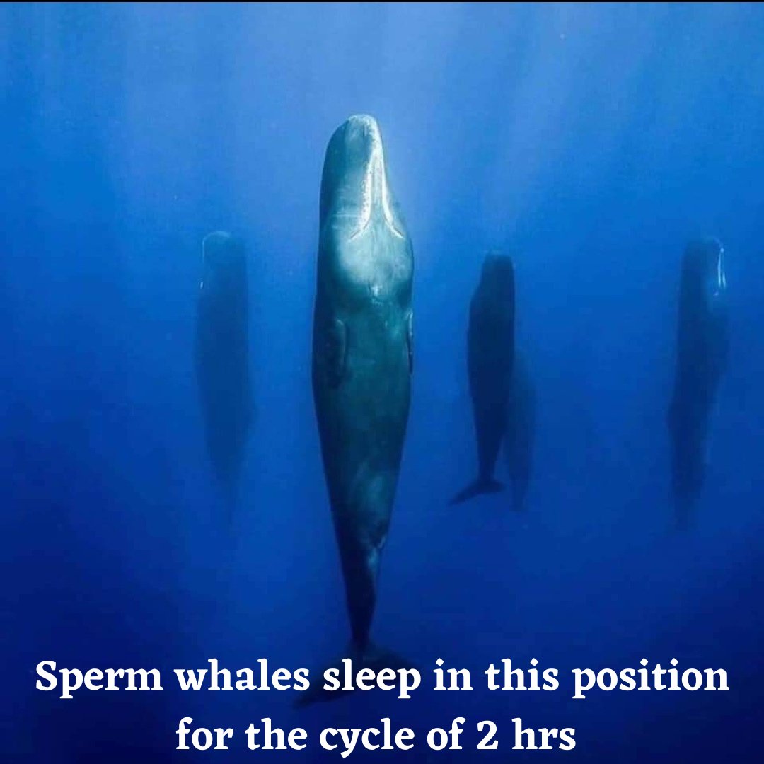 FurendsL's tweet photo. Whenever sperm whales want's to sleep they take a deep breaths and dose of in perfectly upright position #Whale #ocean #sea #whalewatching #nature #underwater #marinelife #animals #cetacean #sealife #dolphins #love #photography  #oceanlife #wildlifephotography #whalewatch https://t.co/E2h1ez88uY