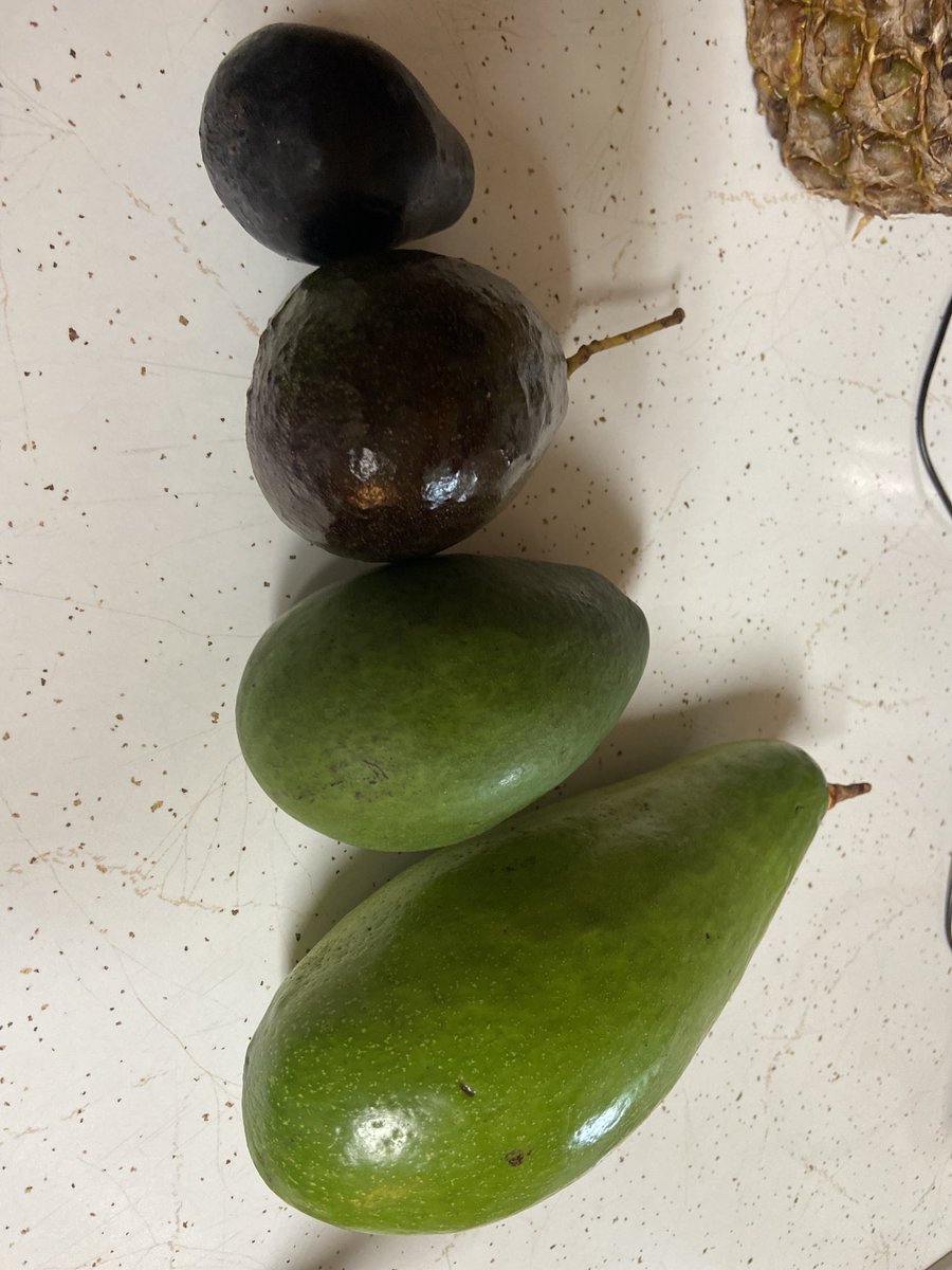 GypsyGoesKeto's tweet photo. Went to Florida and got 4 different types of avocados😍 is anyone else obsessed with avocados? #ketofood #ketodiet #keto #ketogenic #lowcarb #ketosnack https://t.co/eogNP9LUHs