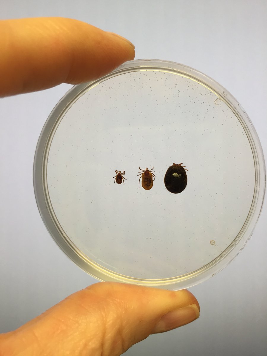 Here's a Tick Tweet to remind everyone to prevent tick bites! COVID isn't the only pathogen out there to worry about. Here are 3 female Ixodes scapularis ticks (vector for Lyme disease) in unengorged, partially engorged, and fully engorged states. Yuck!