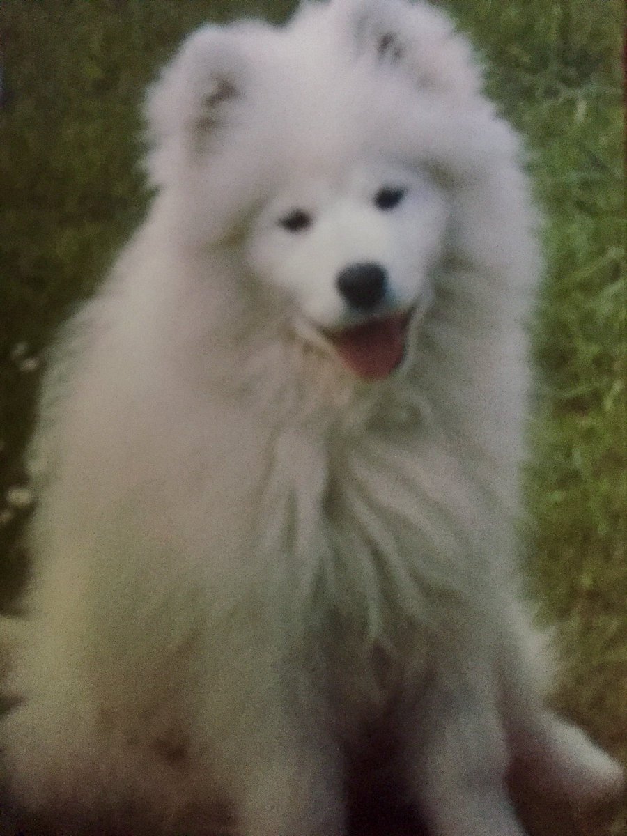 dskimcbski's tweet photo. Devastated today,there’s a huge Samoyed size hole in my heart…
Rest easy big lad…love you so much 😭😭😭#RIPKasper #cloud #dogsarefamily https://t.co/5Y6jnz42RO